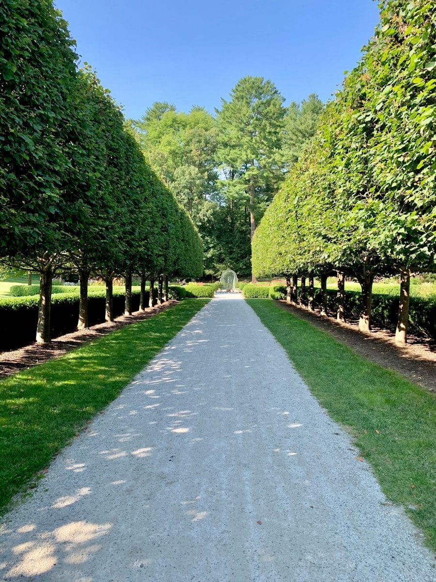 a road lined with trees and grass in the middle of a park